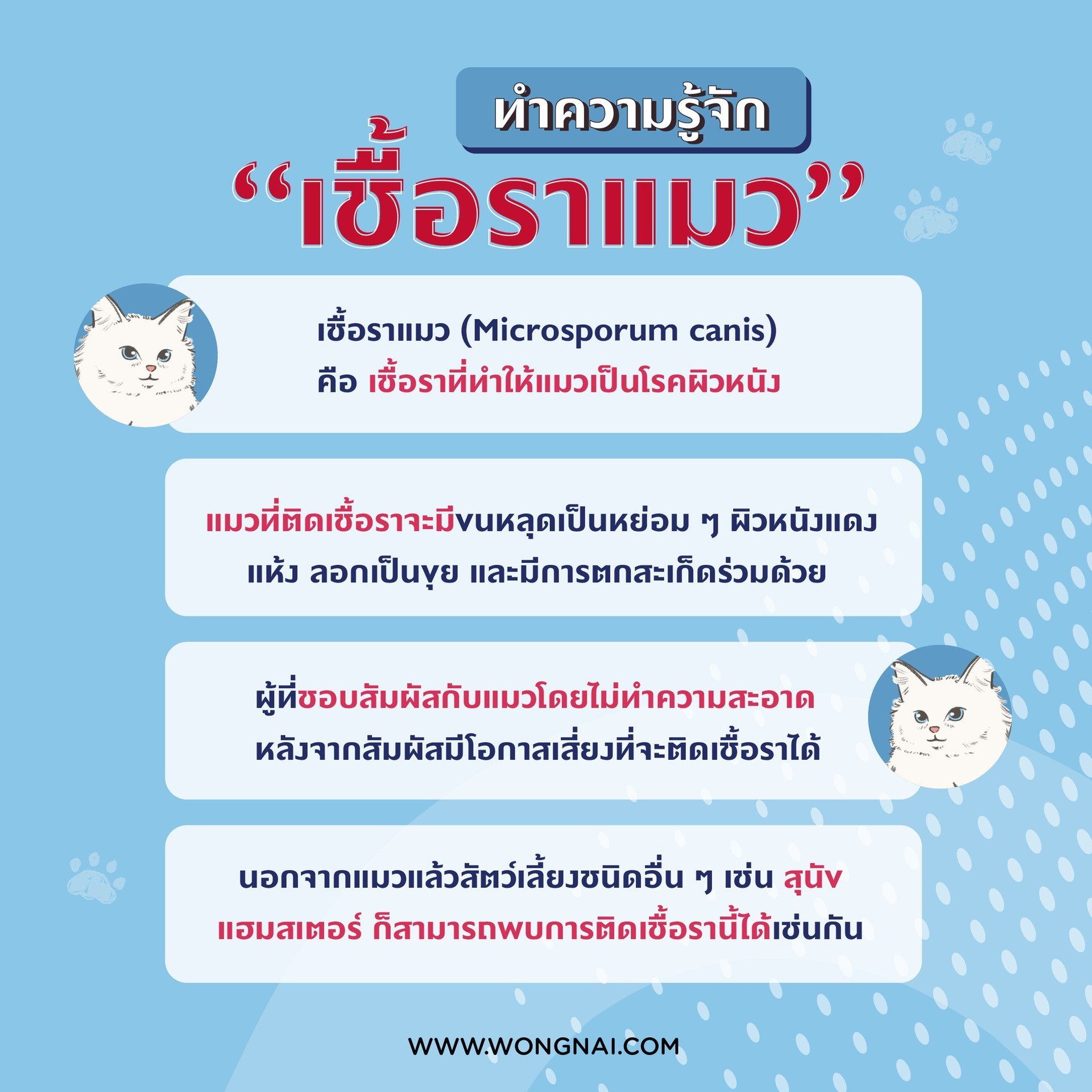 มารู้จัก “เชื้อราแมว” กันเถอะ!