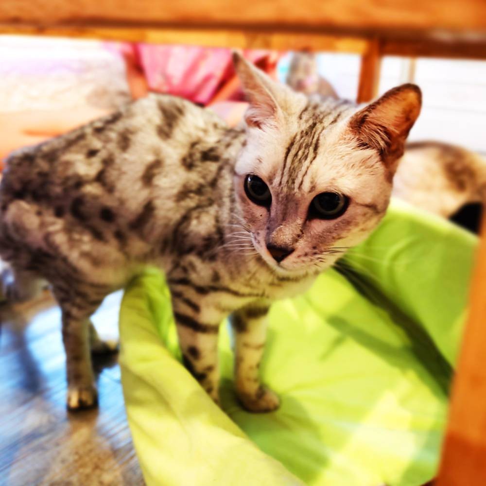 รีวิว Caturday cat cafe - คาเฟ่แมว ย่านราชเทวี Caturday Cat Cafe ทาสแมว ...