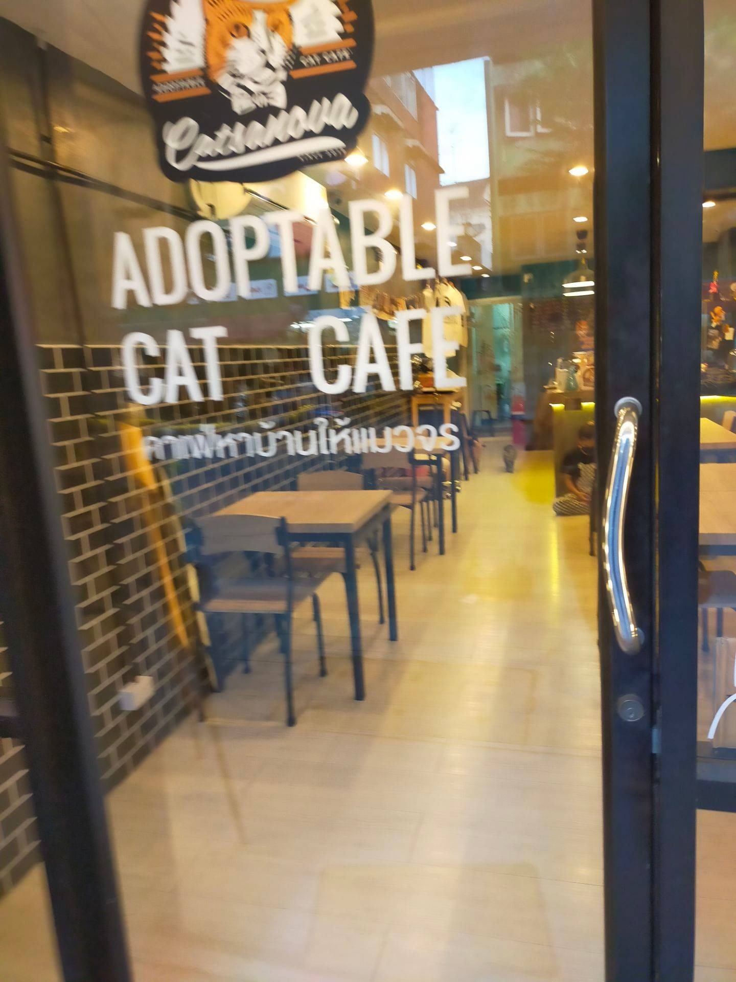 รีวิว Catsanova Adoptable Cat Cafe คาแฟ่แมวจร ย่านสาธุประดิษฐ์
