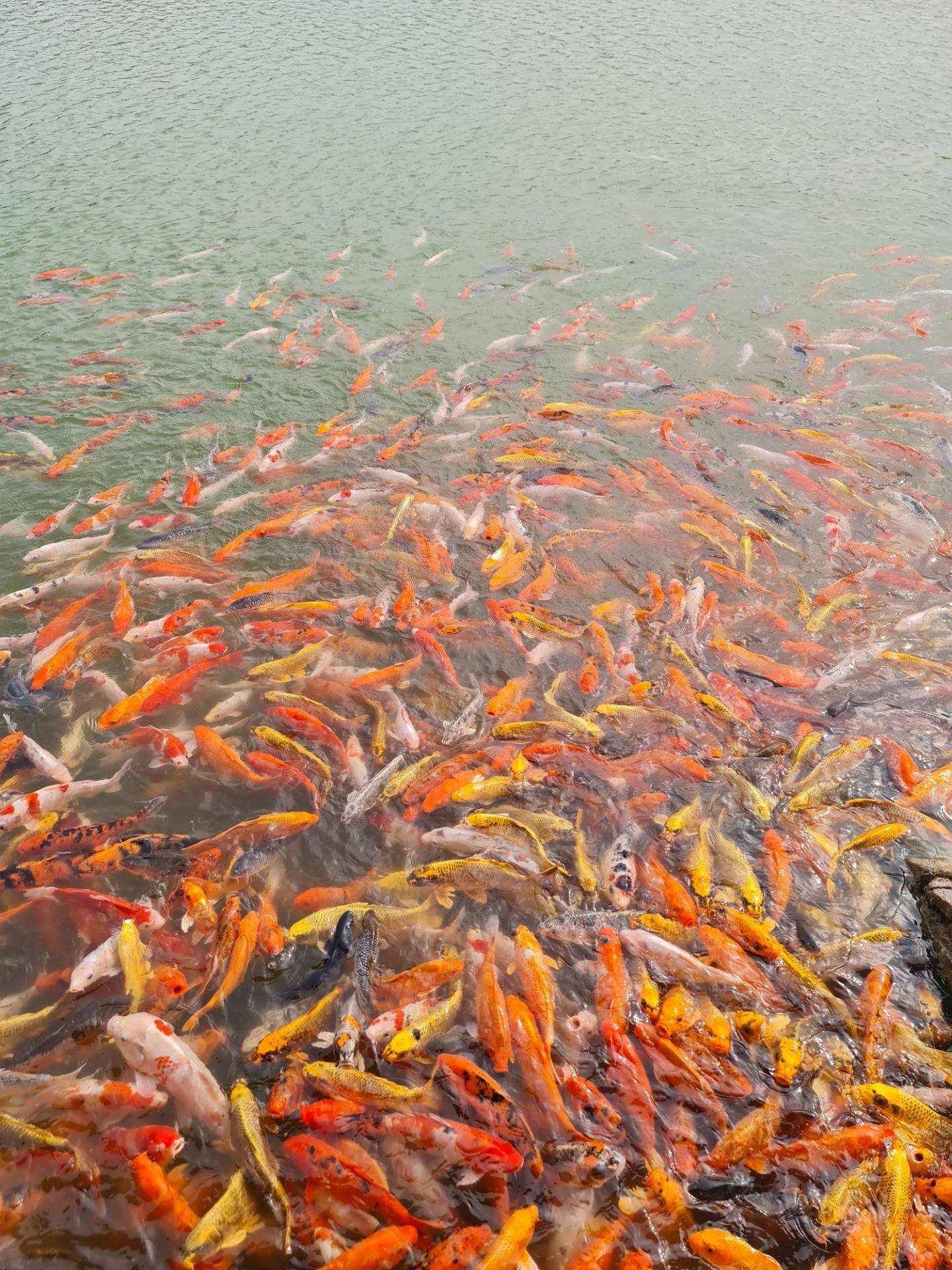 รูป Hinoki Land (ฮิโนกิแลนด์) ไชยปราการ Wongnai