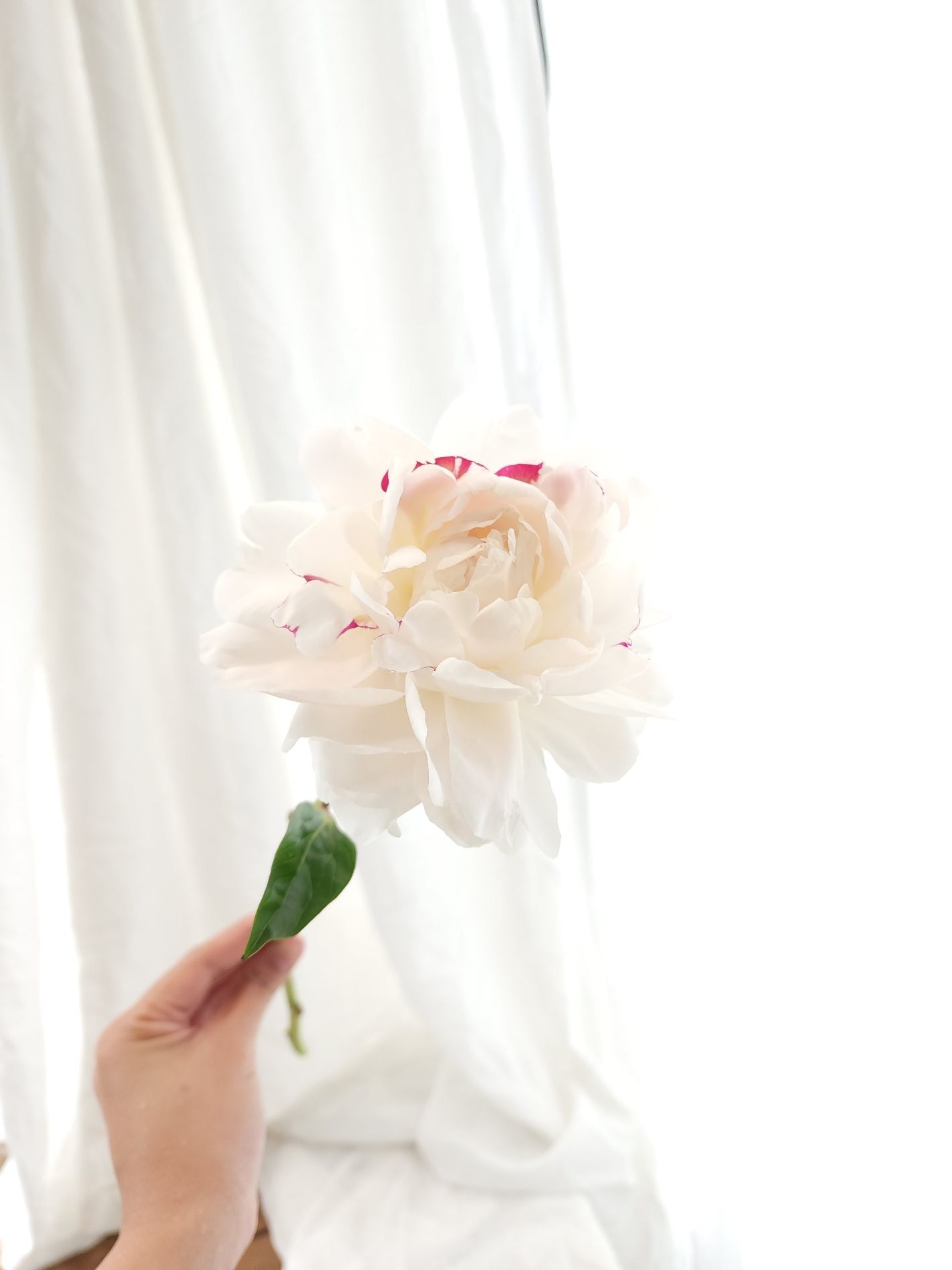 ร้าน Everyday Wonders Flower