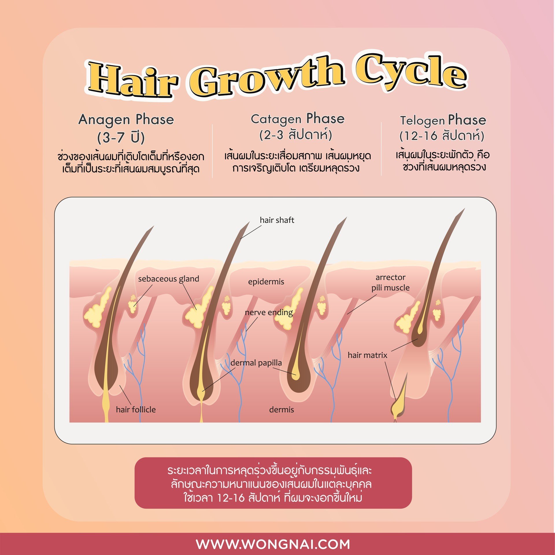 50 Megumi ตัวช่วยหยุดผมร่วง เพิ่มผมหนา แก้ไขได้ใน 16 สัปดาห์ จริงหรือ?