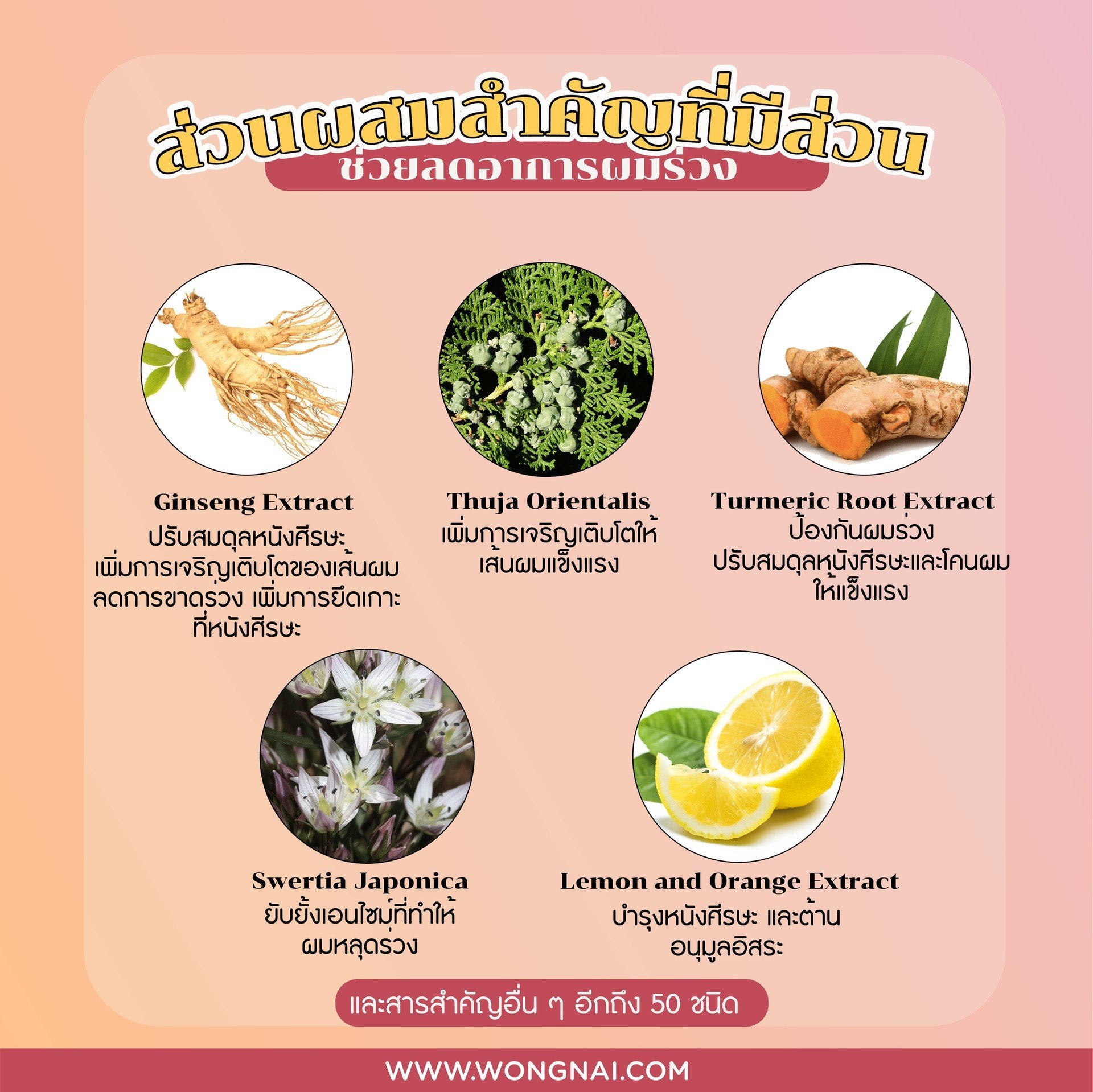 50 Megumi ตัวช่วยหยุดผมร่วง เพิ่มผมหนา แก้ไขได้ใน 16 สัปดาห์ จริงหรือ?