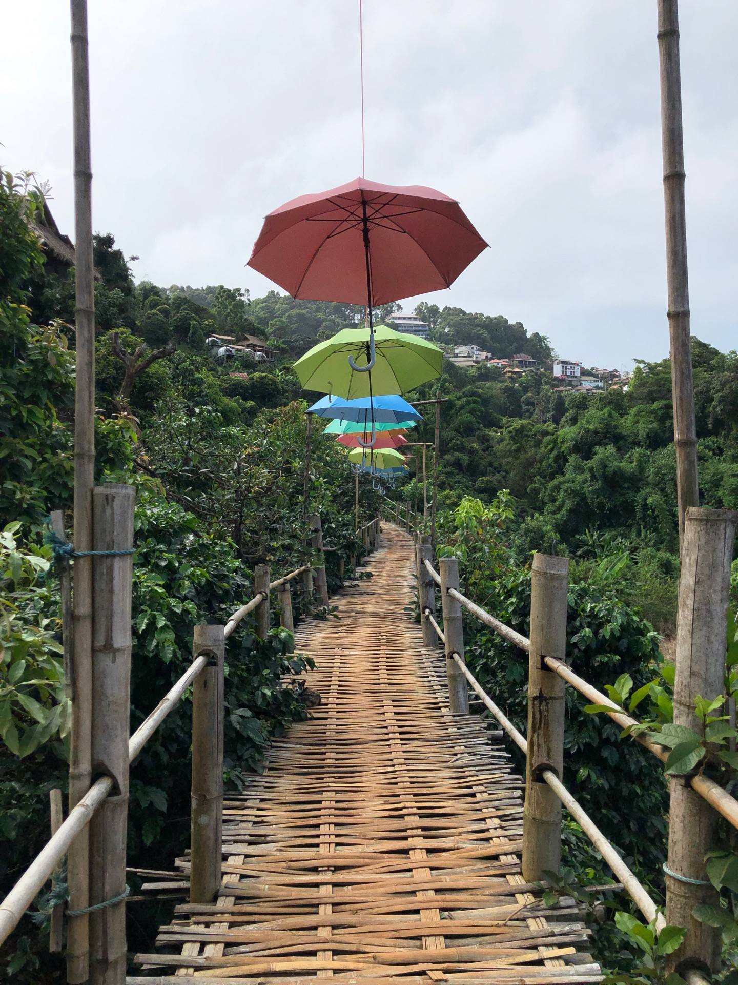รีวิว Bamboo Walk ( สะพานไม้ไผ่ไร่ผาฮี้ ) เดินสะพานไม้ไผ่ 1 รอบ