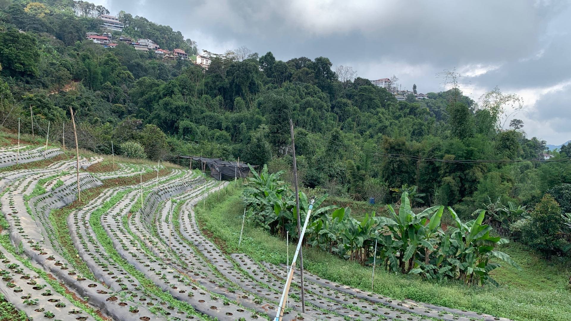 รูป Bamboo Walk ( สะพานไม้ไผ่ไร่ผาฮี้ )