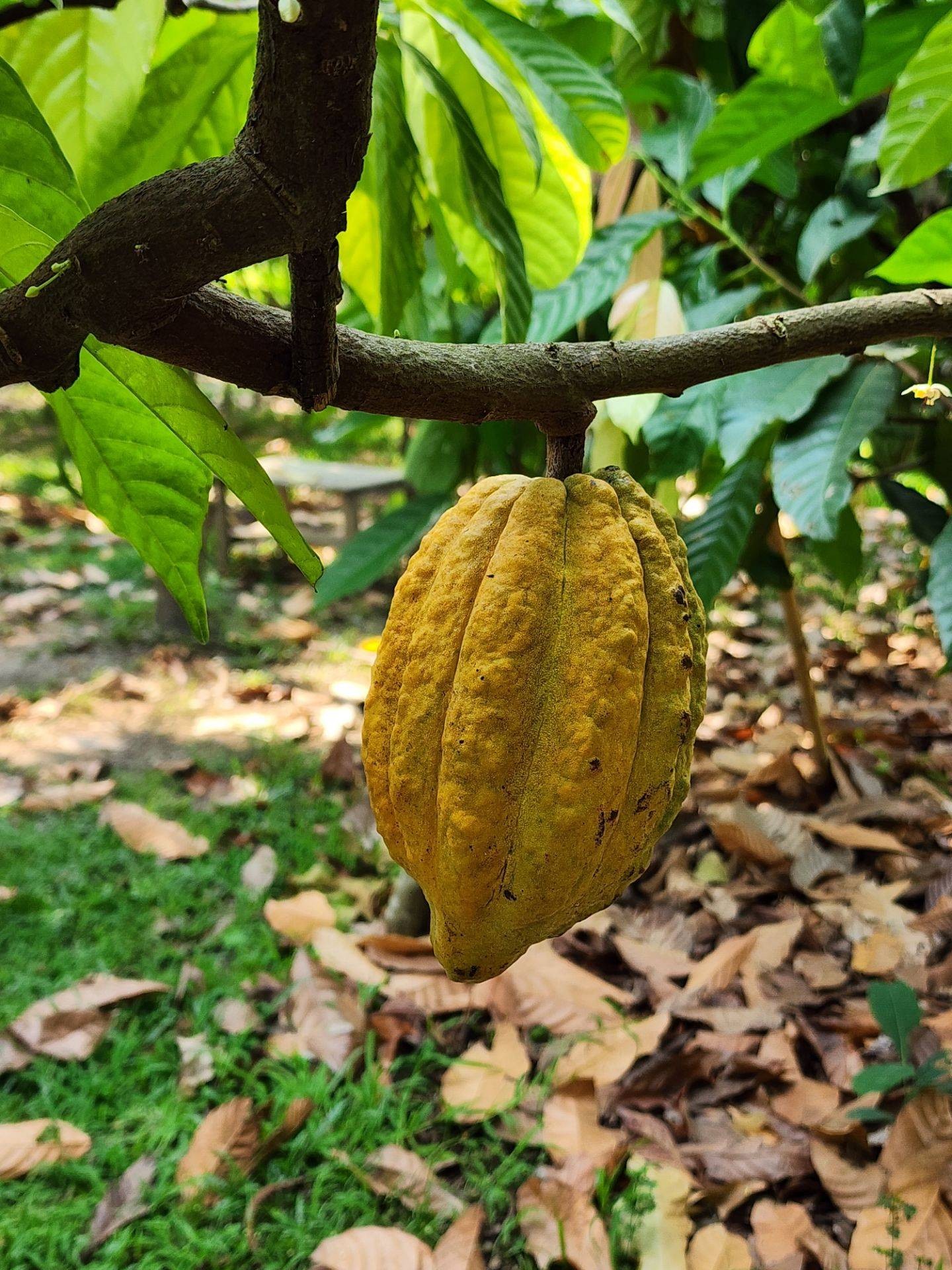 รีวิว Cocoa Valley Resort (Cocoa farm) มา Work Shop Chocolate Bar 🍫 กันเถอะ