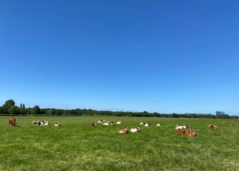 รีวิว Krimpen aan de Lek