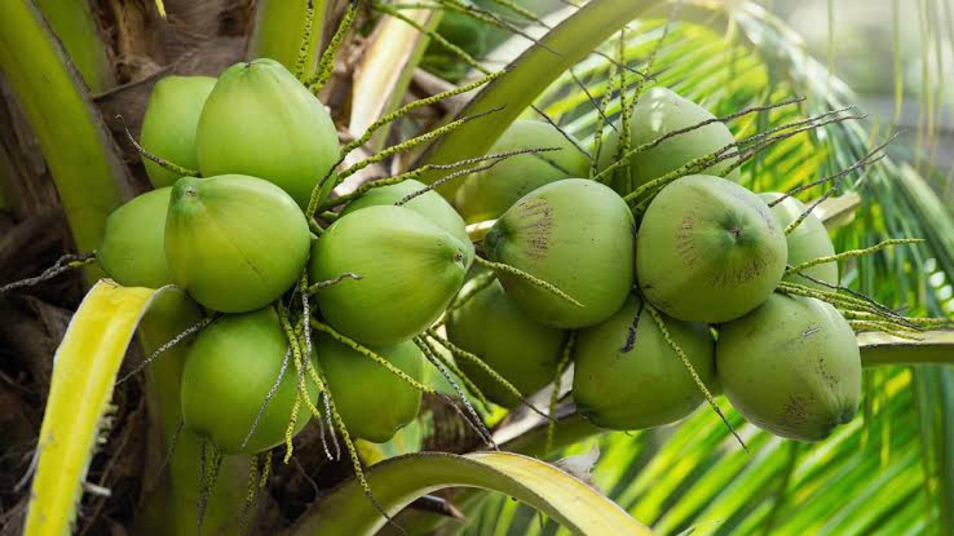 coconut•tsu Coconut•su - สั่งอาหารเดลิเวอรี | Wongnai x LINE MAN