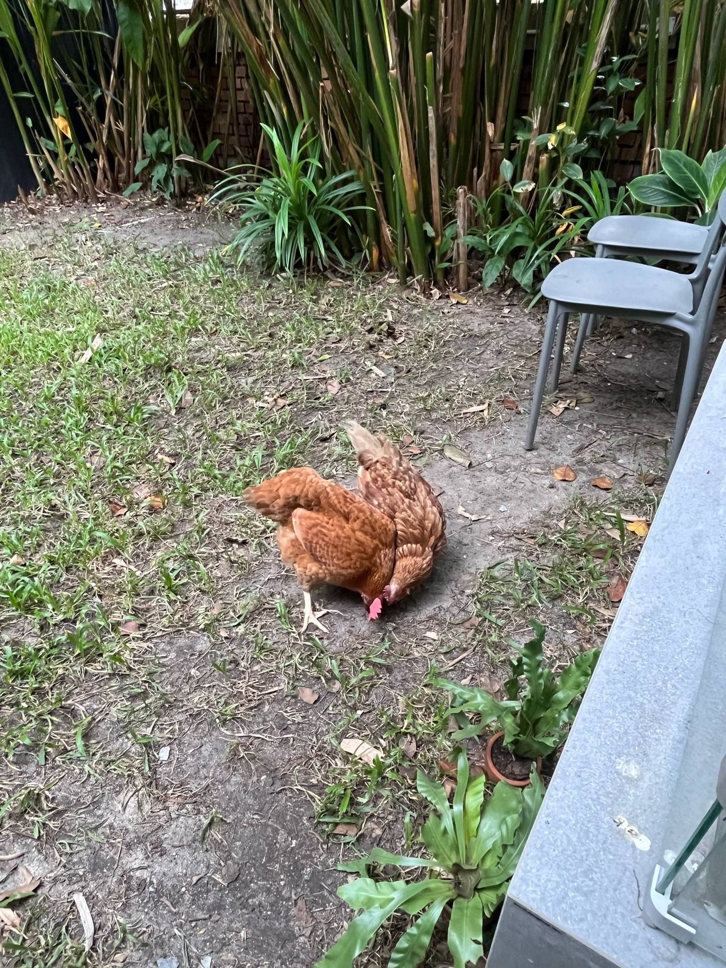 รีวิว Bad habit rabbit specialty coffee - กาแฟเข้มไอติมอร่อยไก่น่ารัก