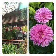 Café Amazon สน. สาขา กาญจนบุรี - ท่ามะกา รหัสสถานี 15001