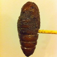 รวมแมลงพิษณุโลก