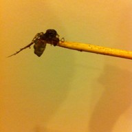 รวมแมลงพิษณุโลก