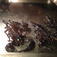 รวมแมลงพิษณุโลก