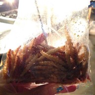 รวมแมลงพิษณุโลก