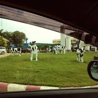 แดรี่ฮัท ราชบุรี