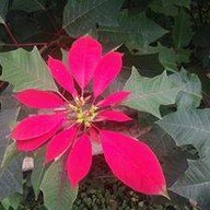 ร้านอาหารแม่สลอง