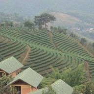 ร้านอาหารแม่สลอง