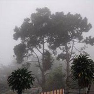 ร้านอาหารแม่สลอง