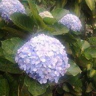 ร้านอาหารแม่สลอง