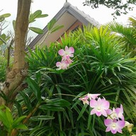 ต้นพร้าวรีสอร์ท