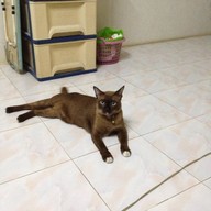 ส้มตำป้าเสริฐ ข้างรพ.เมืองราช