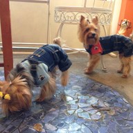 Coffee & Puppy แจ้งวัฒนะ