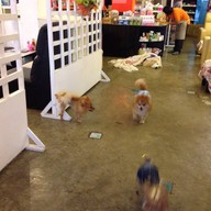 Coffee & Puppy แจ้งวัฒนะ