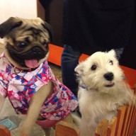 Coffee & Puppy แจ้งวัฒนะ