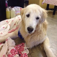 Coffee & Puppy แจ้งวัฒนะ