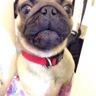 Coffee & Puppy แจ้งวัฒนะ