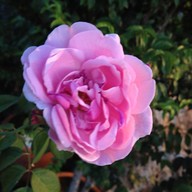 Wild Rose restaurant ปากช่อง