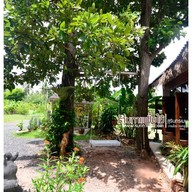 กาแฟใบไม้