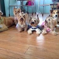 Charmar Cafe and Dog services (ชามา)