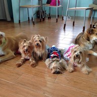 Charmar Cafe and Dog services (ชามา)