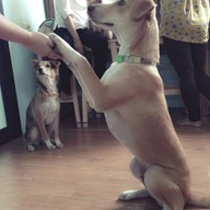 Charmar Cafe and Dog services (ชามา)