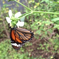Bai Orchid & Butterfly Farm