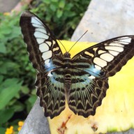 Bai Orchid & Butterfly Farm