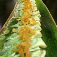 Genji Swissotel Nai Lert Park Hotel