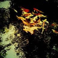 กาแฟคนรักษ์สวน