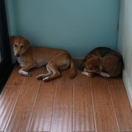 Charmar Cafe and Dog services (ชามา)