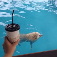 Charmar Cafe and Dog services (ชามา)
