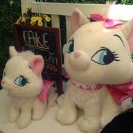 sweet cat