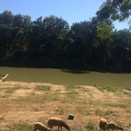 แก้วกาแฟเชียงใหม่วงแหวน3