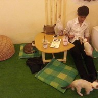 Kid Cat Cafe