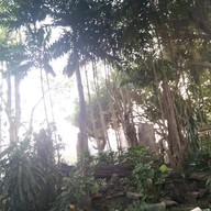 ร้านอาหารแมกไม้