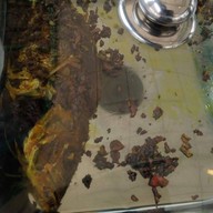 แกงใต้บ้านคนคอน