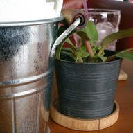 Bearista Cafe