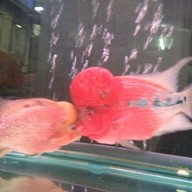 ร้านอาหารโกยี