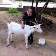 แก้วกาแฟเชียงใหม่วงแหวน3