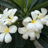 สุนทรข้าวแกงข้าวขาหมู ตลาดโพธิ์สุวรรณ